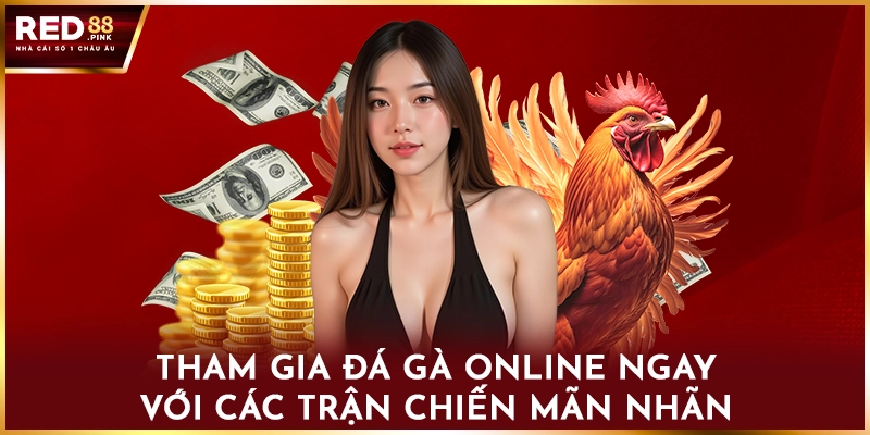 Tham gia đá gà online ngay với các trận chiến mãn nhãn